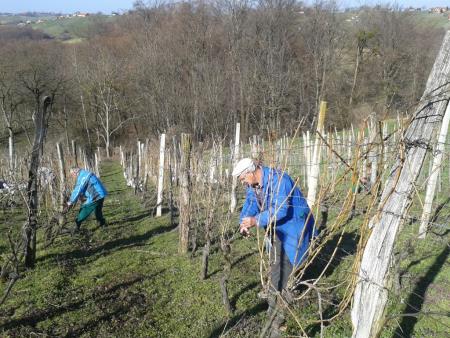 Člani TND Razkrižje obdelujejo vinograd v Šprincu 2